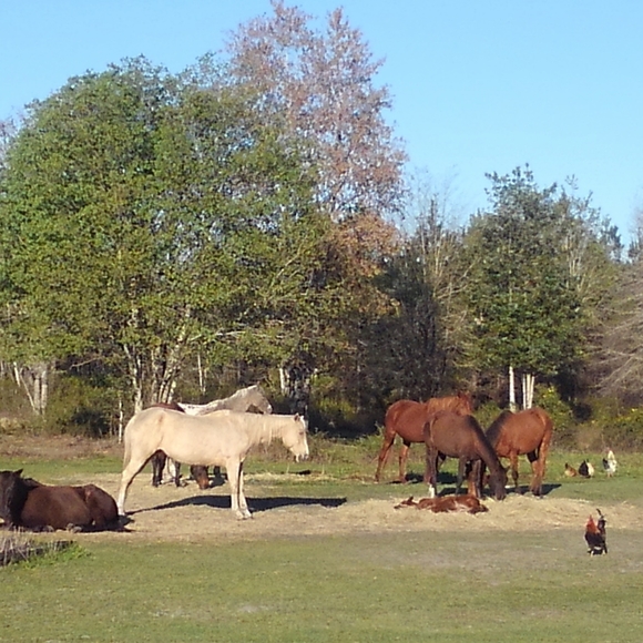 Meet your Posher, Tasha - Picture 7 of 8